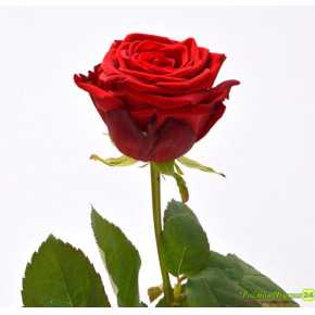 Роза красная ПРЕМИУМ (8)
