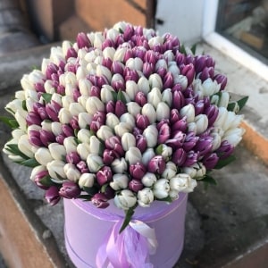 301 тюльпан в шляпной коробке