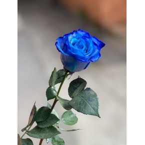 Vendela Blue (Вендела синяя роза)