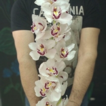 Ветка орхидеи Цимбидиум